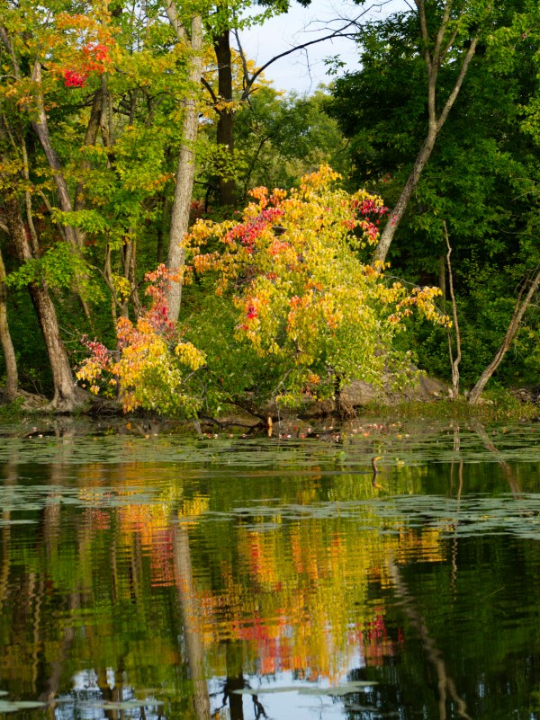 Automne Print