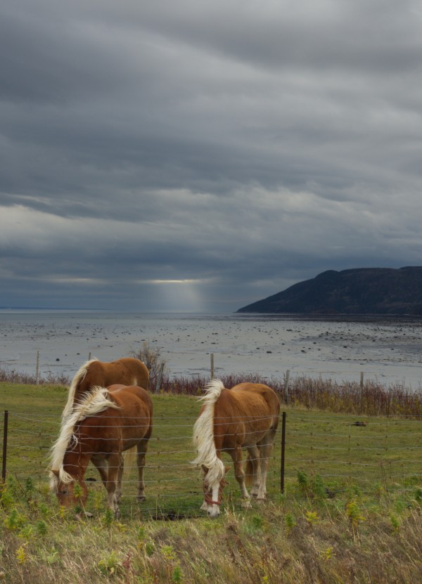 Chevaux Print