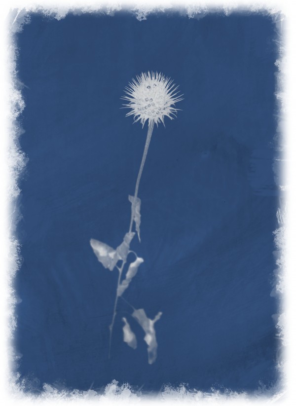 Cyanotype 101 Print