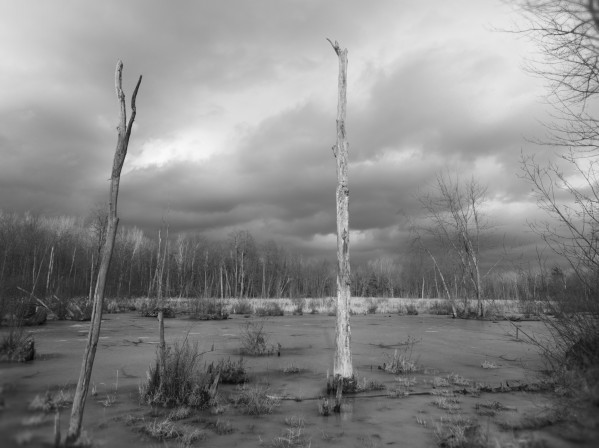 Dead wood Print