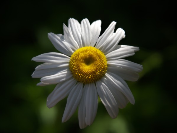 marguerite Print