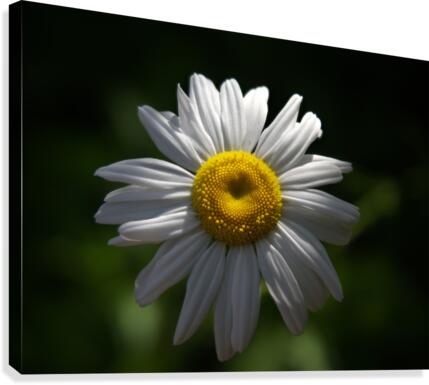 marguerite Canvas Print