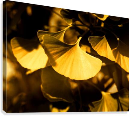 Ginkgo Canvas Print