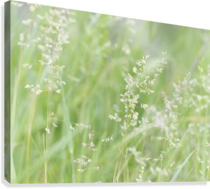 Herbe haute Canvas Print