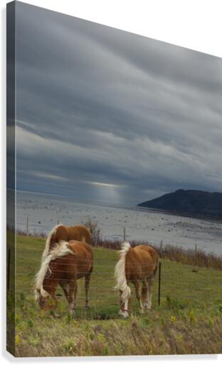 Chevaux Canvas Print
