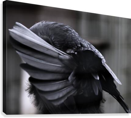 La corneille Canvas Print