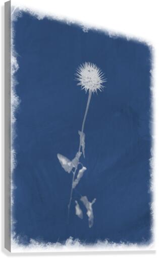 Cyanotype 101 Canvas Print