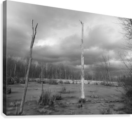 Dead wood Canvas Print