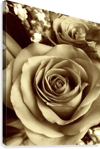 Neutral tone rose  Canvas Print