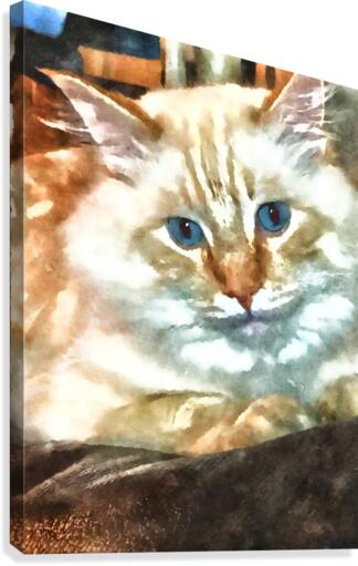White cat Canvas Print