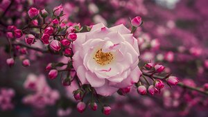 Cherry rose in the springtime