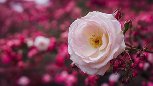 Cherry rose in the springtime