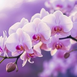 Cherry Orchid