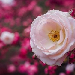 Cherry rose in the springtime