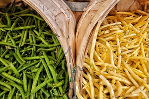 Yellow or Green 