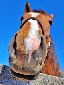 Horse Face