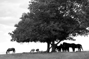 Horses