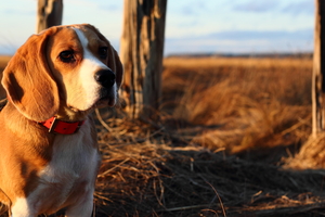 Beagle in the wild