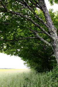 Green Summer