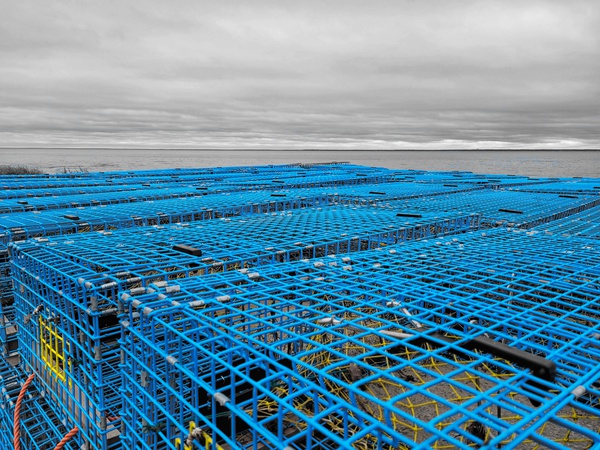 Lobster Traps Print