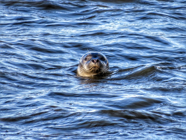 Seal Print