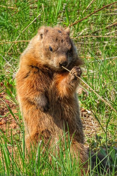CURIOUS GROUNDHOG  Print