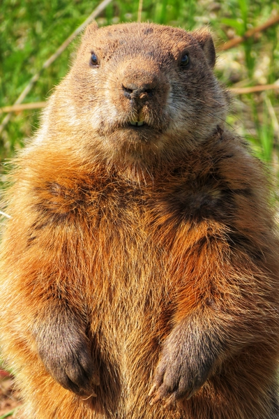 Groundhog Print