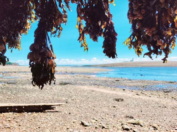 Seaweed Beach Print