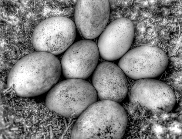 DUCK EGGS Print