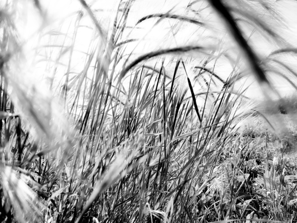 TALL GRASS Print