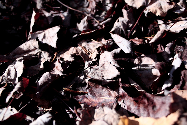 Autumn Leaves by Mathieu LeBlanc