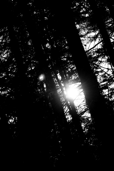 Woods Print
