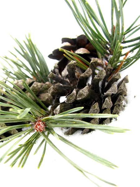 Pine Cone Print