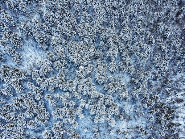 Snowy forest Print