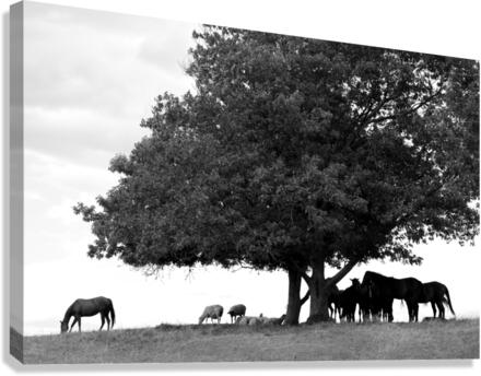 Horses Canvas Print