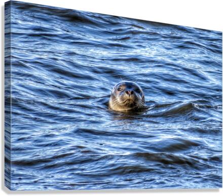 Seal Canvas Print