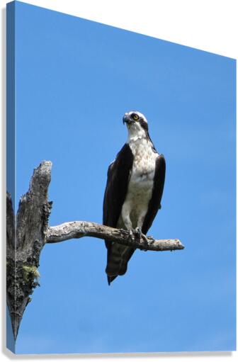 OSPREY Canvas Print