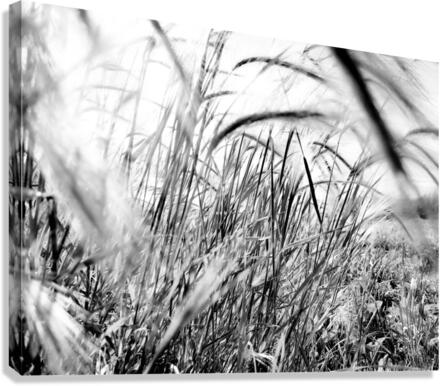 TALL GRASS Canvas Print