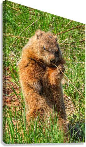 CURIOUS GROUNDHOG  Canvas Print