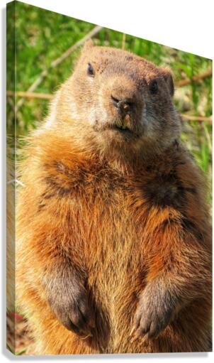 Groundhog Canvas Print