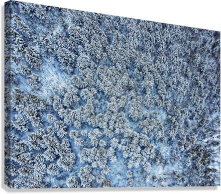 Snowy forest Canvas Print