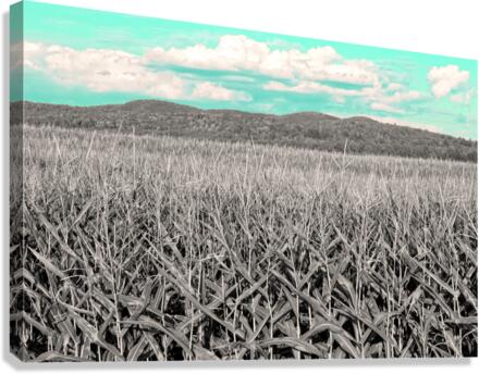 Corn field Canvas Print