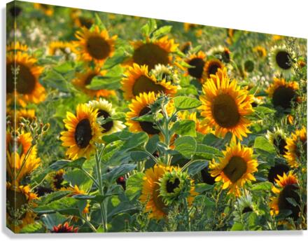 Sunflower field Canvas Print