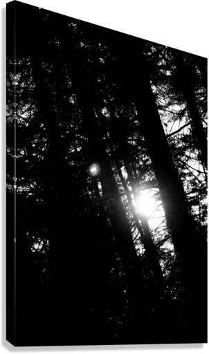 Woods Canvas Print