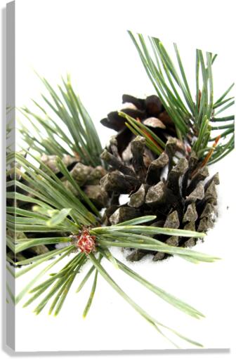 Pine Cone Canvas Print