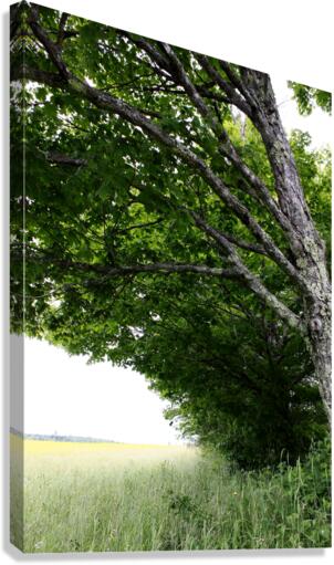 Green Summer Canvas Print