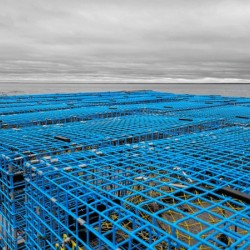 Lobster Traps
