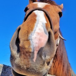 Horse Face
