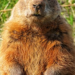 Groundhog