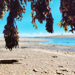 Seaweed Beach